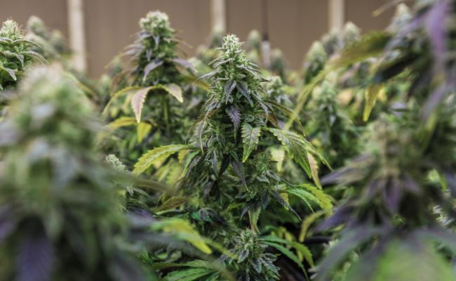 comprar flores cbd online en españa