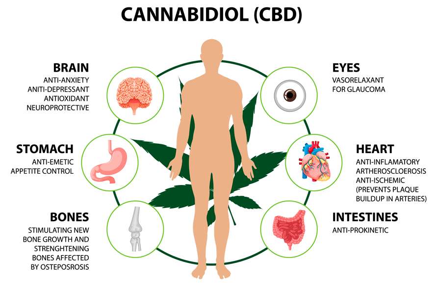 Sistema endocannabinoide